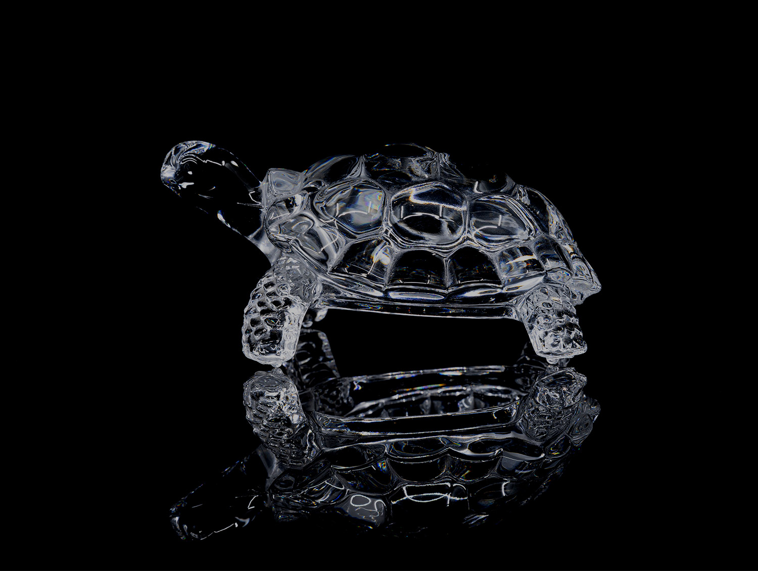 crystal turtle product photography